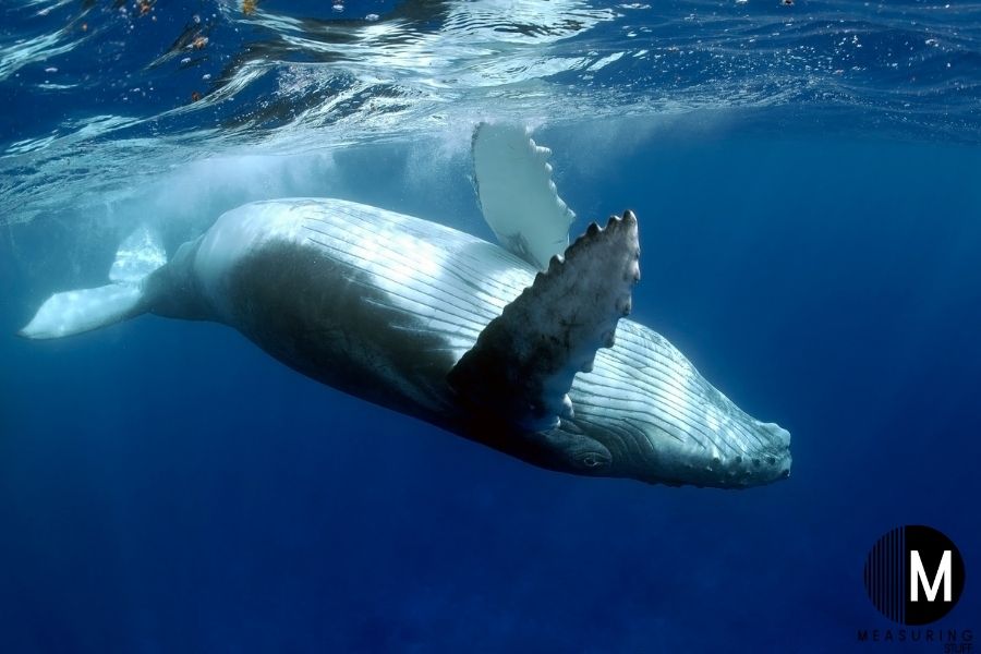 blue whale