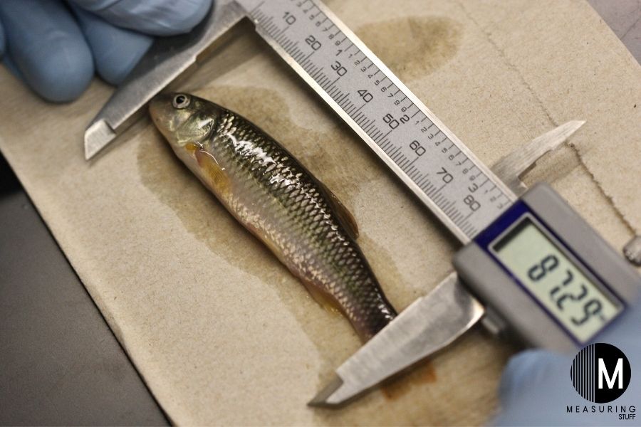 measuring a fish