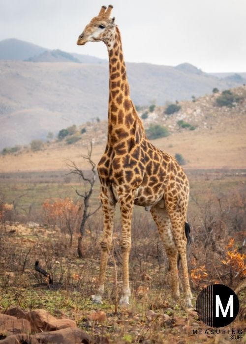 giraffe