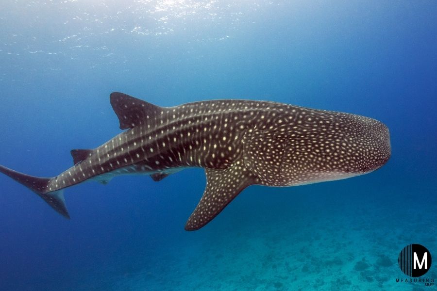 whale shark