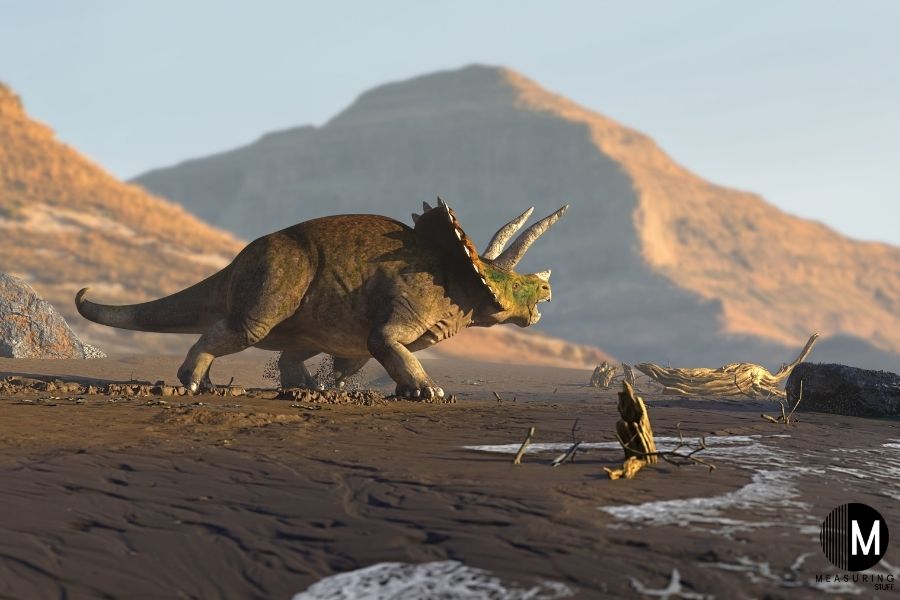 triceratops on the beach