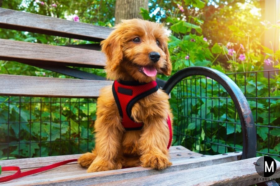 Goldendoodle puppy with red harness