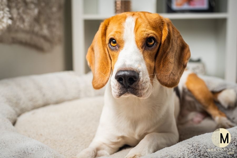 beagle dog on bed