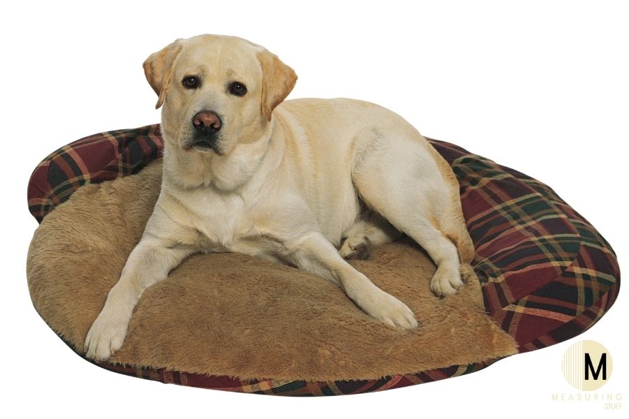 golden lab dog on bed