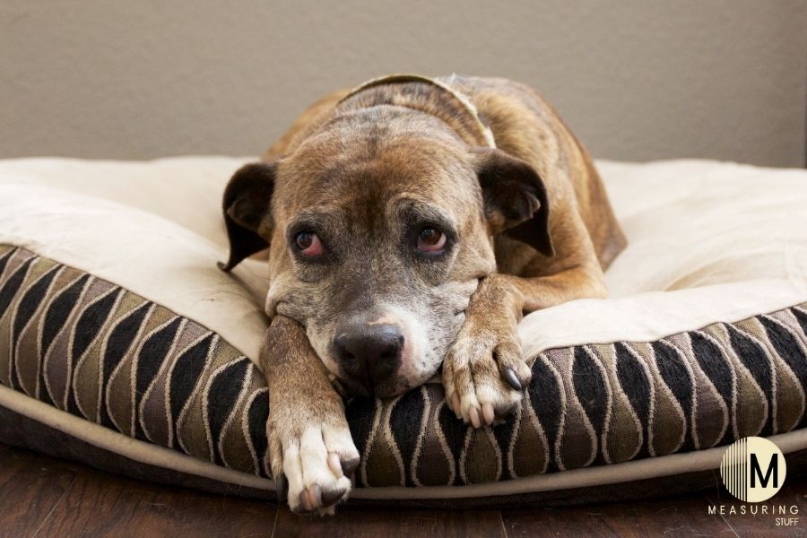 old dog laying on bed