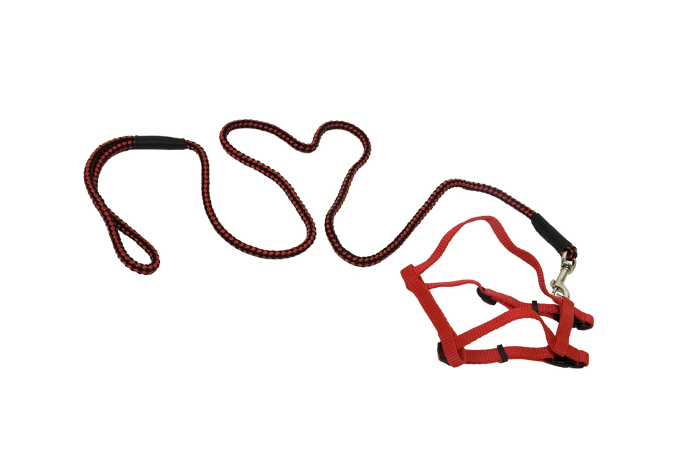 red dog harness and leash