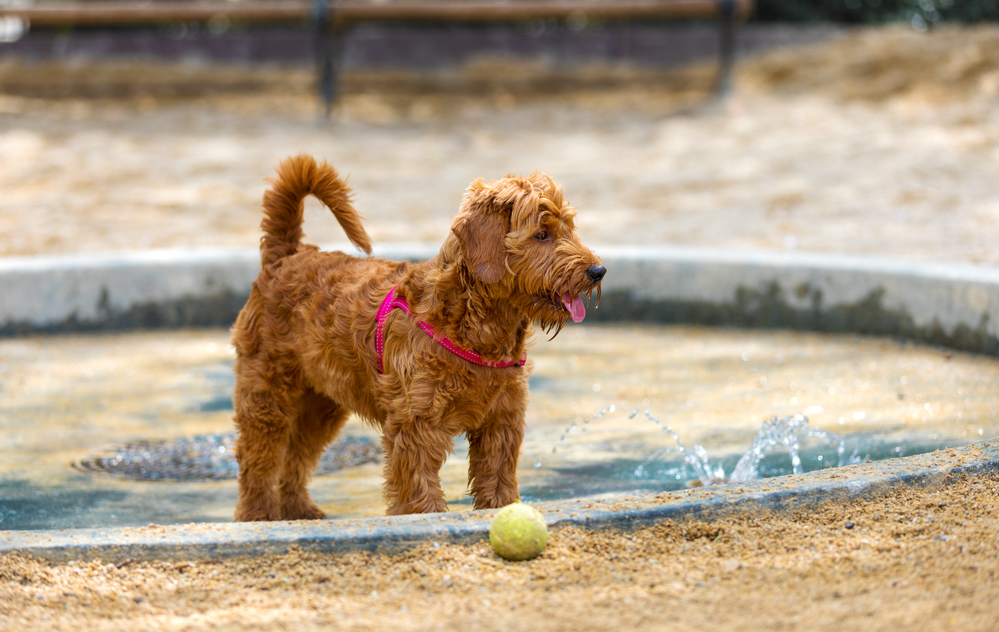Goldendoodle puppy in splash pool