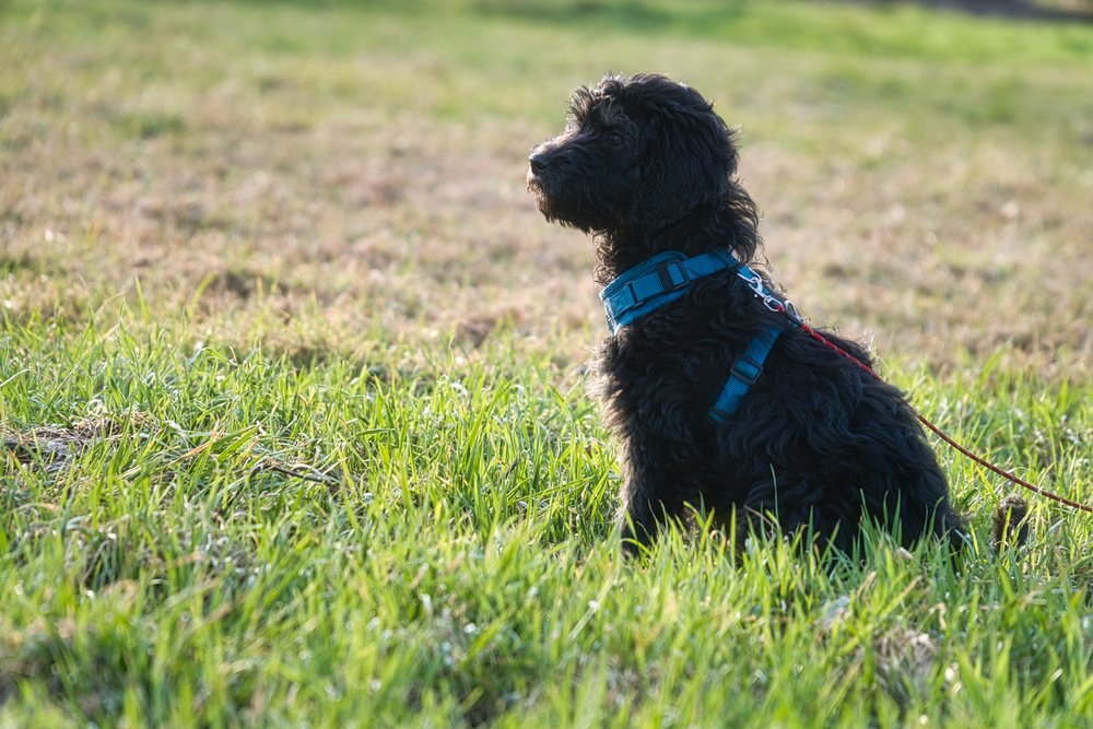 goldendoodle puppy in harness