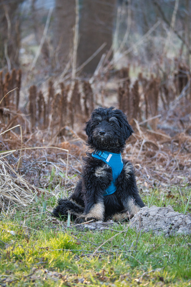goldendoodle puppy with blue harness