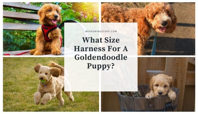 What Size Harness For A Goldendoodle Puppy?