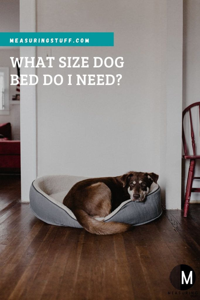 What Size Dog Bed Do I Need?