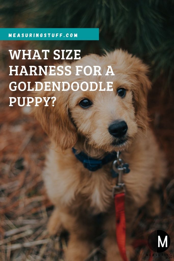 What Size Harness For A Goldendoodle Puppy?