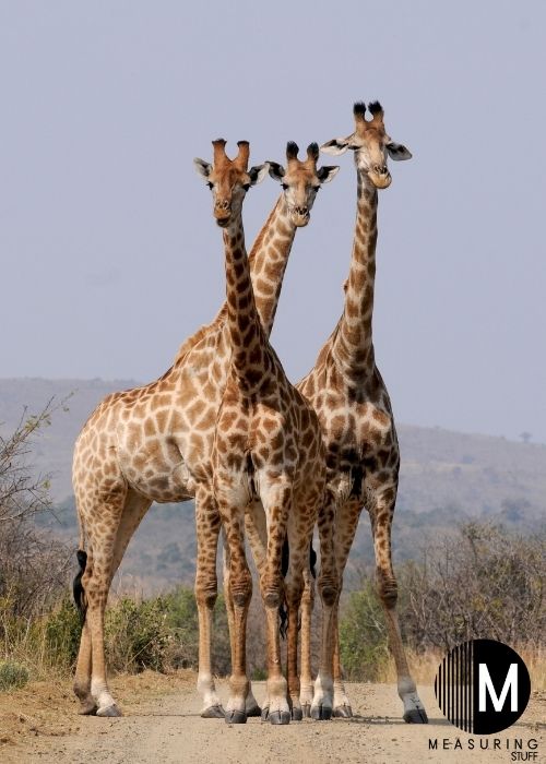3 giraffes