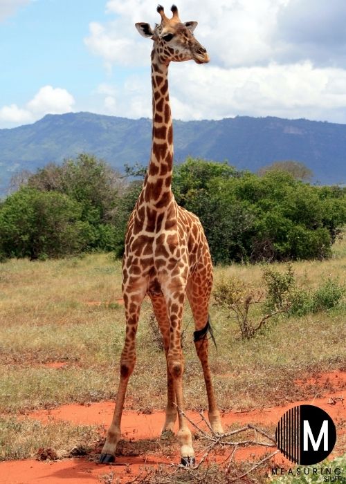 1 giraffe standing
