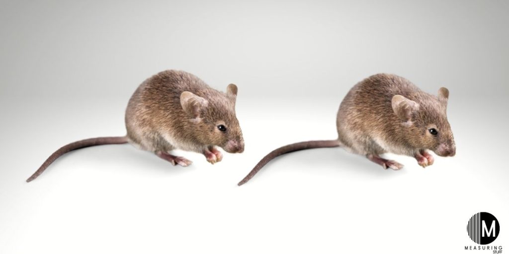 2 brown mice