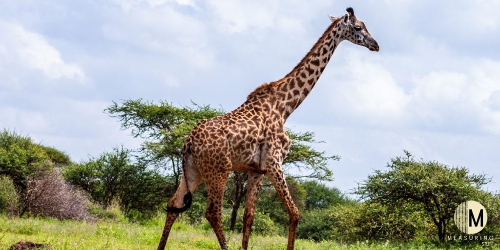 giraffe in the field