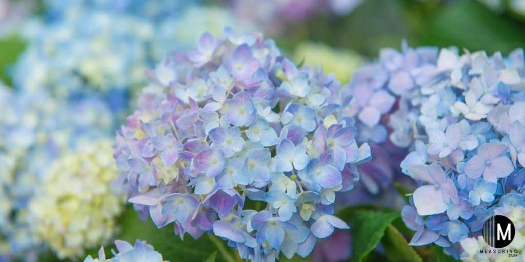 purple hydrangea flowers
