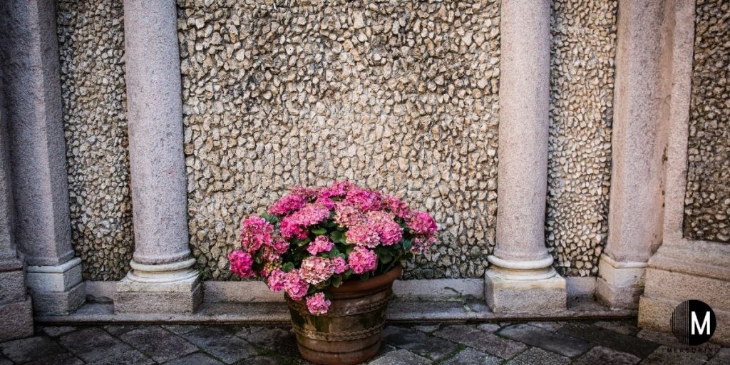 pink hydrangea plant in pot