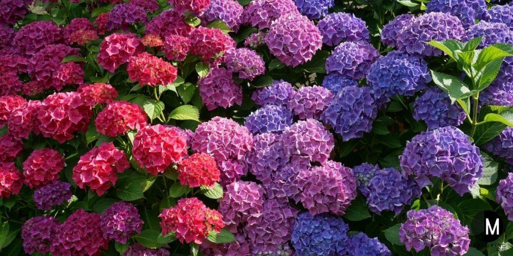 many colors of hydrangea plants