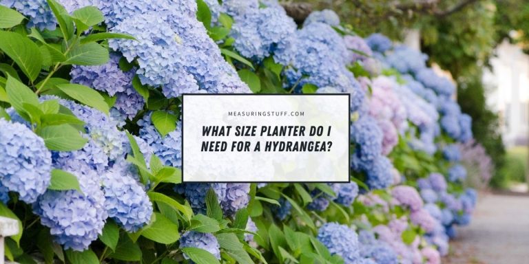 What Size Planter Do I Need For A Hydrangea?