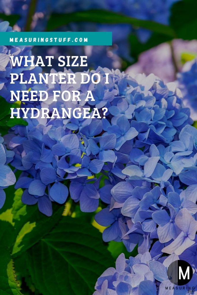 blue hydrangea plants