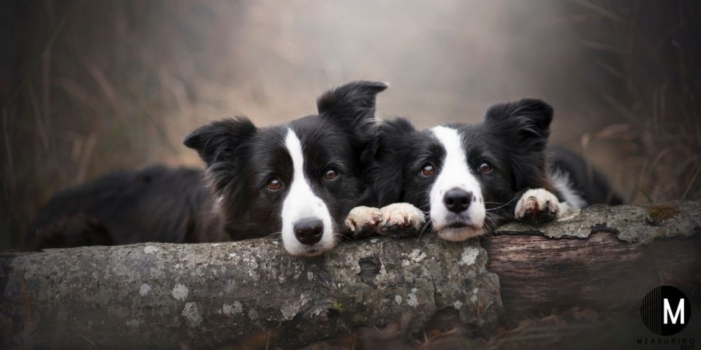 2 border collies