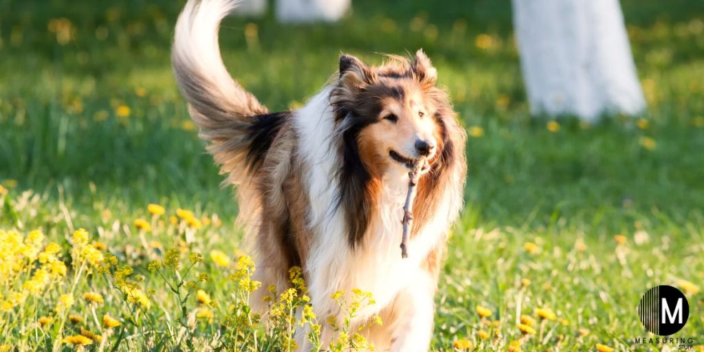 collie carrying a stick