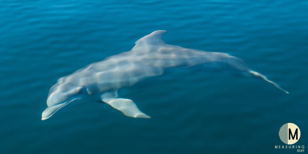 bottlenose dolphin