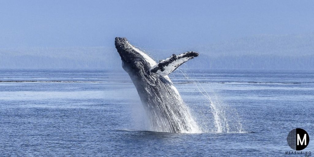 large blue whale