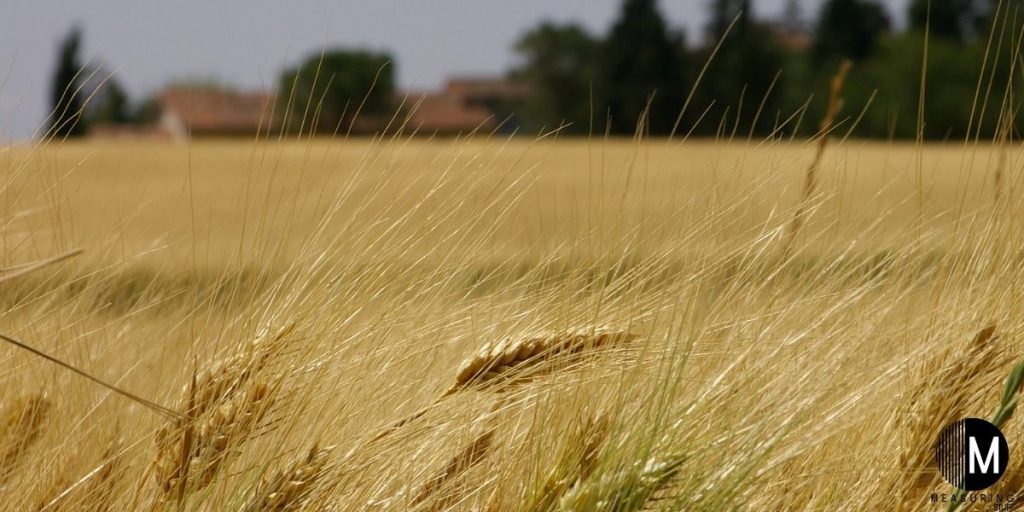 wheat farm