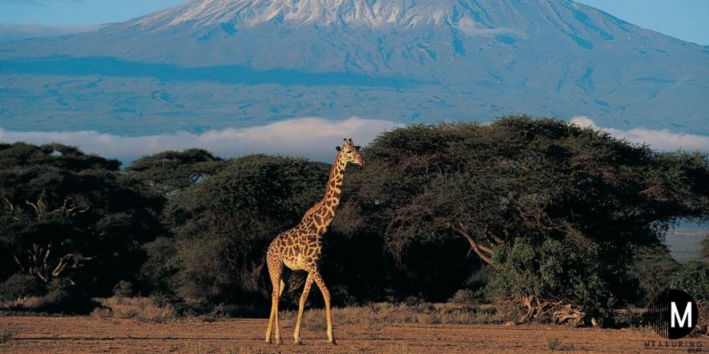 giraffe standing next to trees