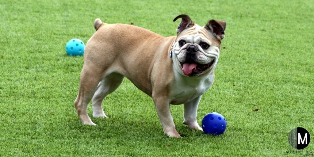 adult english bulldog