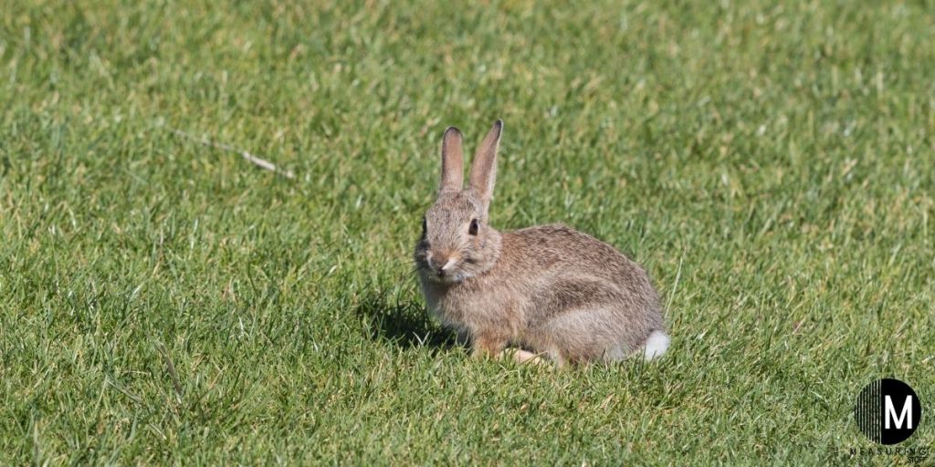 cottontail rabbit in the grass