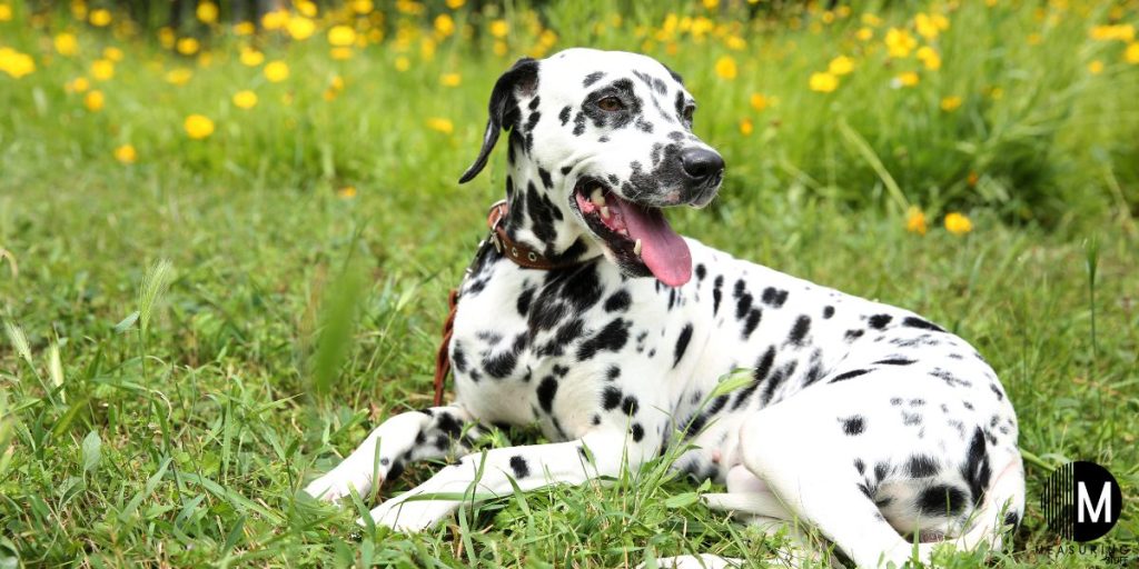 dalmation laying in grass
