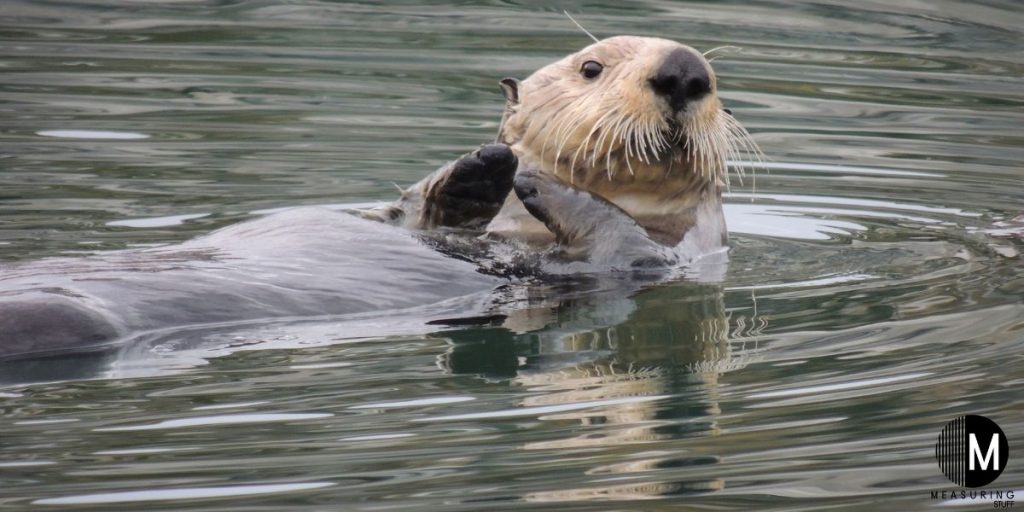 sea otter with head out of water