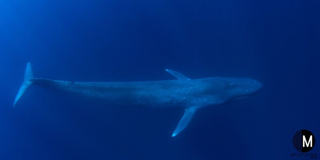 blue whale