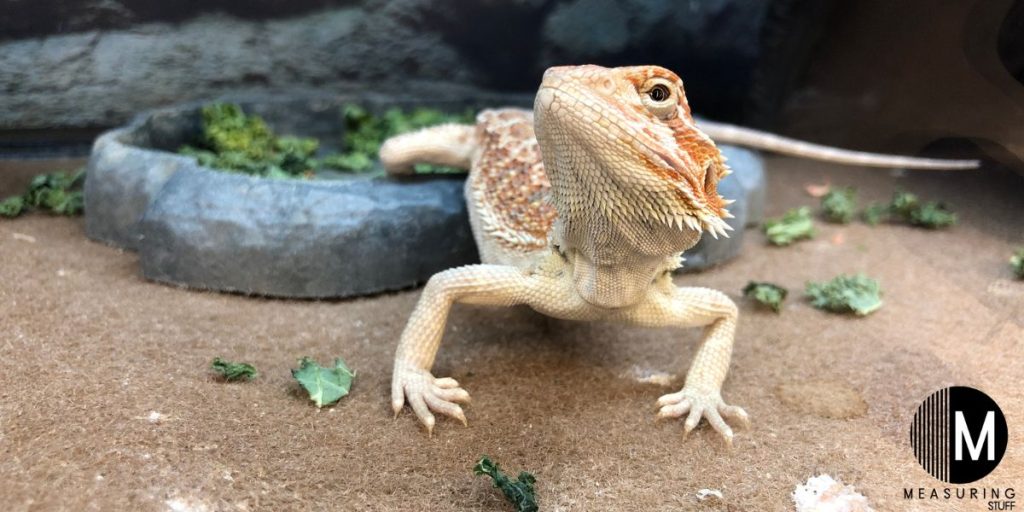 bearded dragon in a tank
