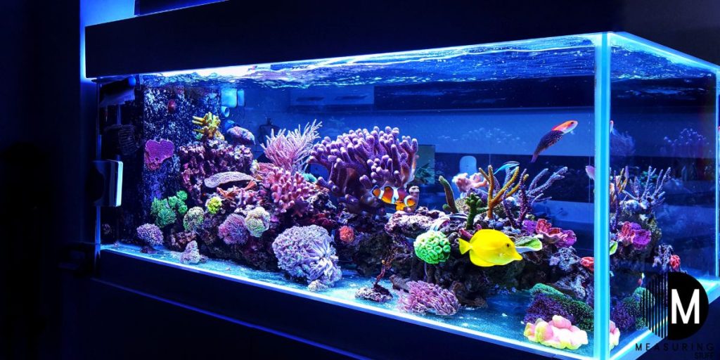 saltwater aquarium