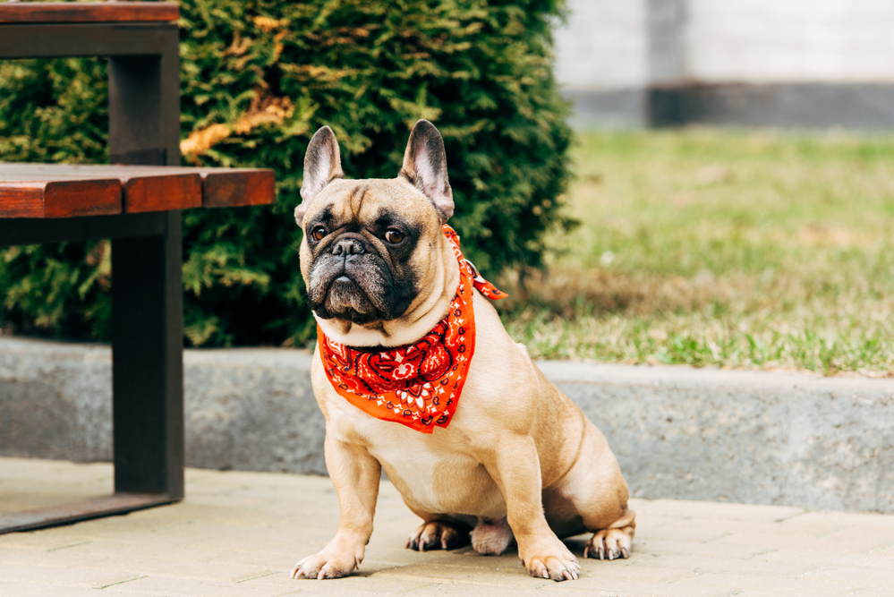 french bulldog wearing a red scarf