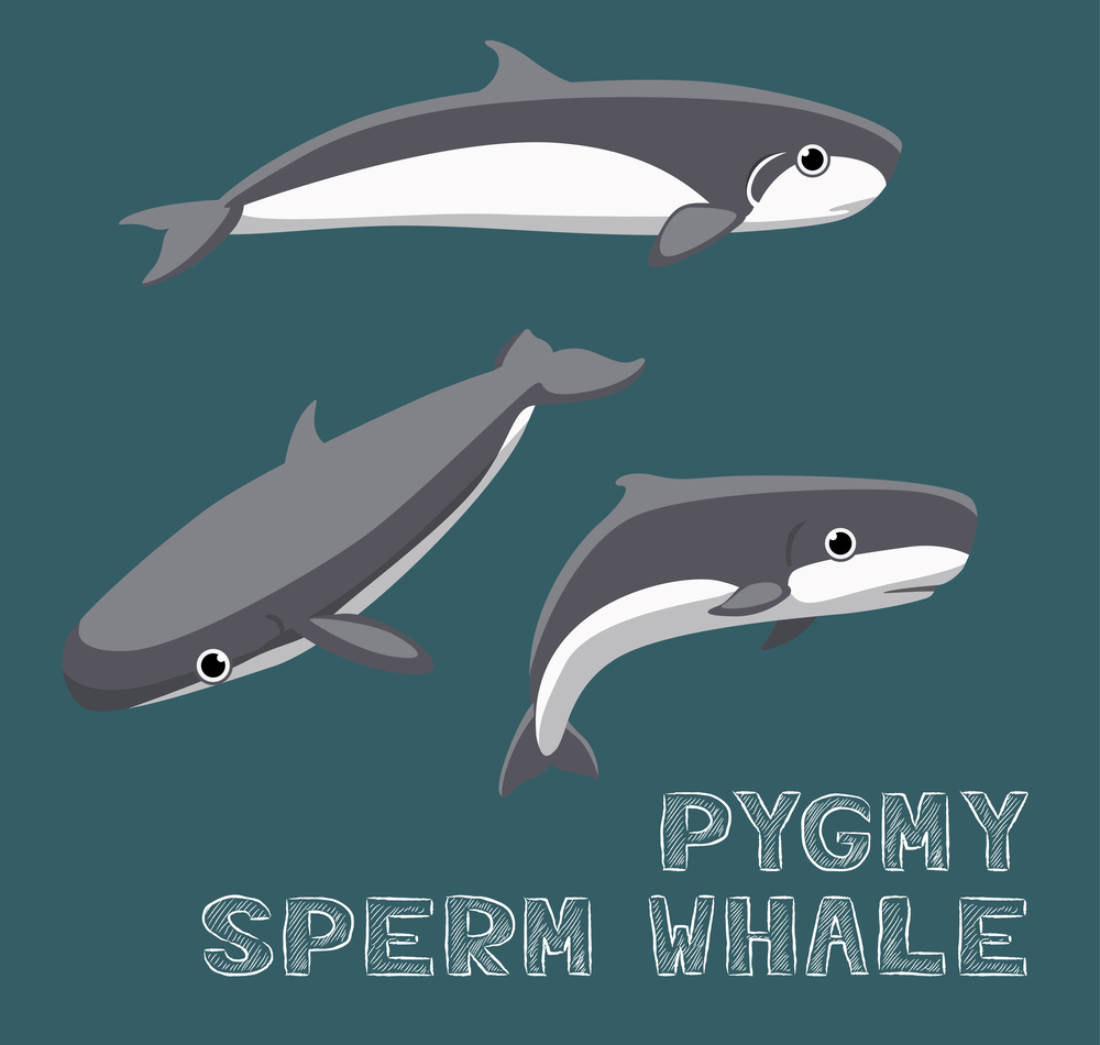 drawing of trio of pygmy sperm whales