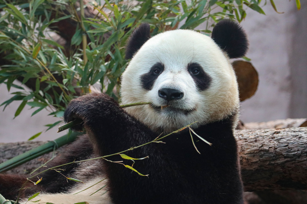giant panda eating bamboo
