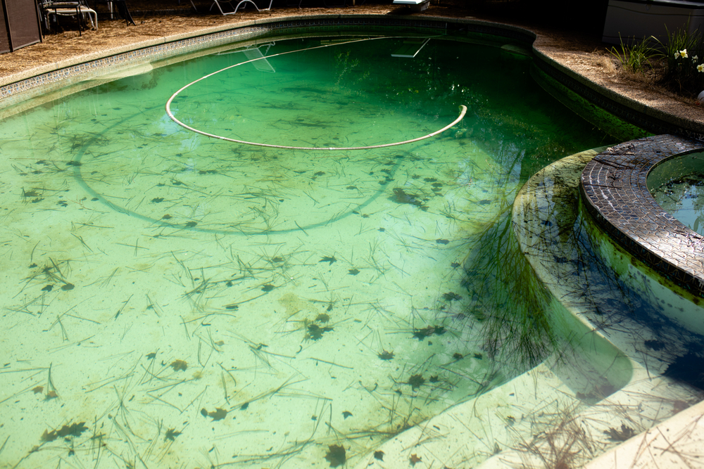 pool with green algae