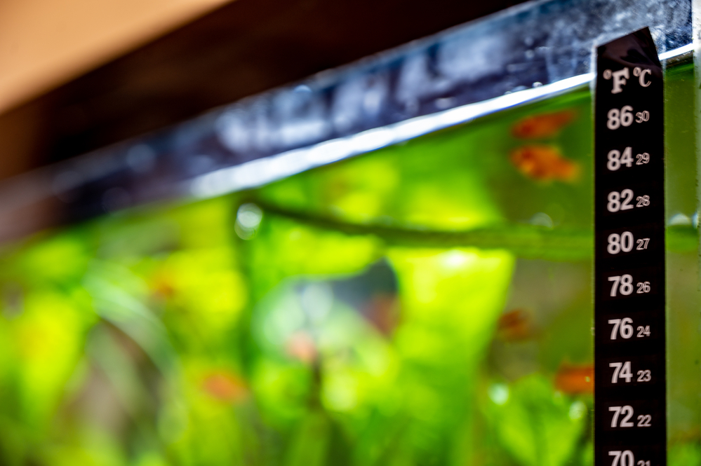 liquid crystal thermometer on a glass aquarium
