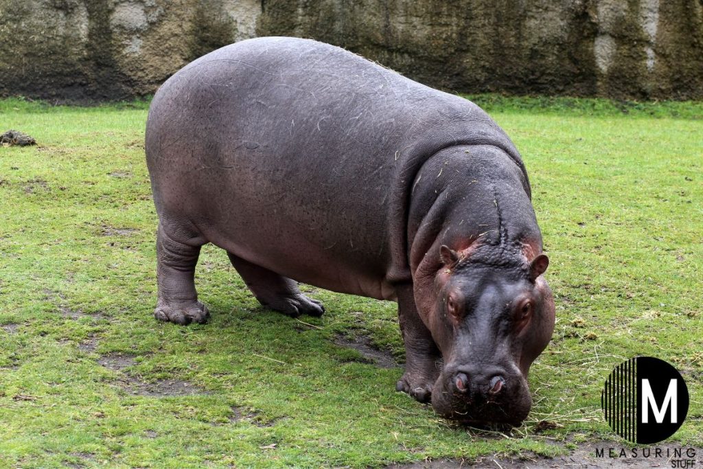 hippo eating grass