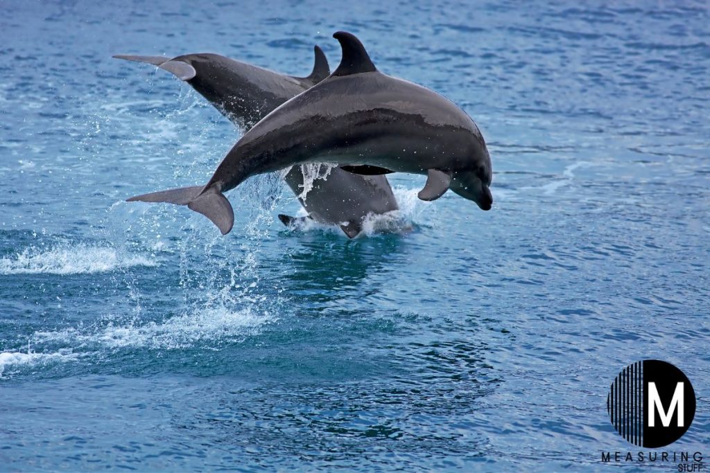bottlenose dolphins in a pool