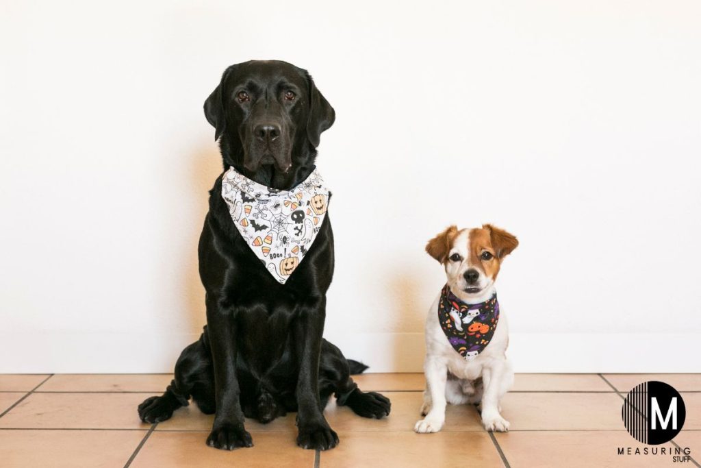large black dog and small white dog wearing a bandana