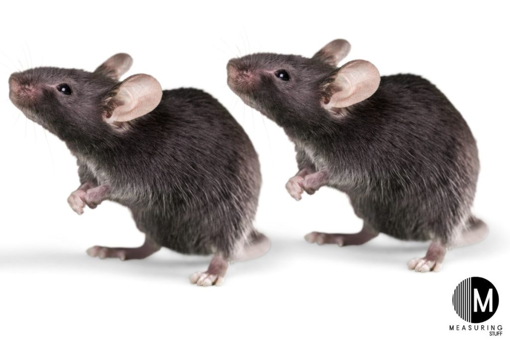 pair of mice