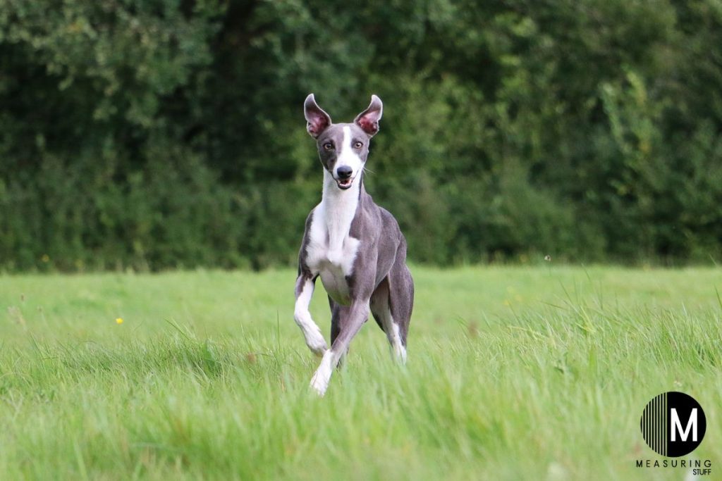 whippet dog running in a field