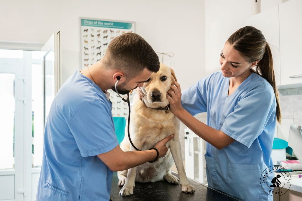 veterinarian's caring for a golden retreiver