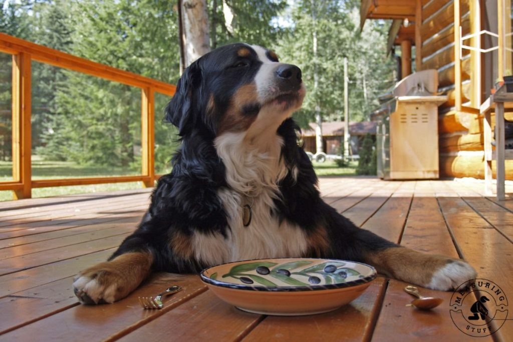 Bernese mountain dog with empty bowl of food